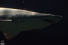 Shark Encounter