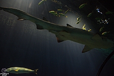 Shark Encounter