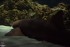 Shark Encounter
