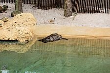 Turtle Point