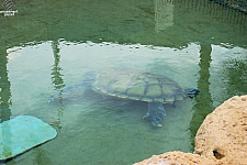 Turtle Point