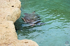 Turtle Point