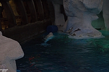 Wild Arctic Aquarium