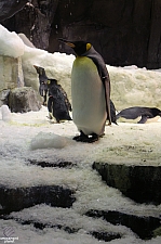 Antarctica Penguin Habitat