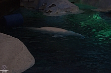 Wild Arctic Aquarium