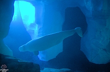 Wild Arctic Aquarium