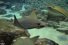 Manta Aquarium