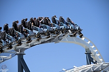 Penguin Trek