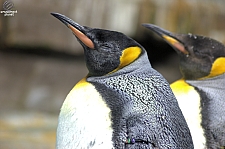 Animal Exhibits
