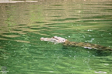 Alligators