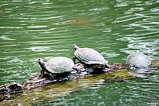 Alligators