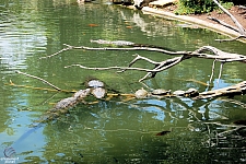 Alligators