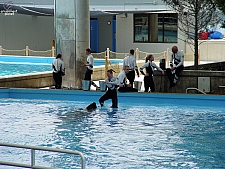 Dolphin Cove