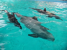 Dolphin Cove