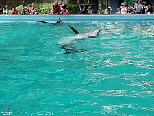 Dolphin Cove