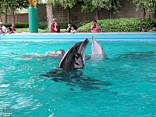 Dolphin Cove