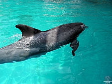 Dolphin Cove