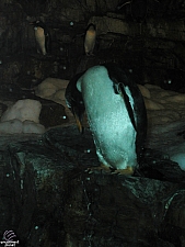 Penguin Encounter