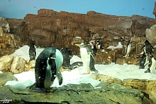 Penguin Encounter