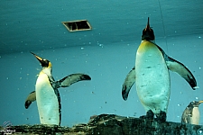 Penguin Encounter
