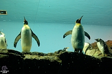Penguin Encounter