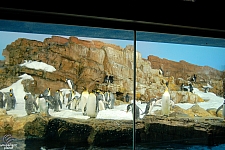 Penguin Encounter