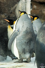 Penguin Encounter