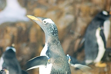 Penguin Encounter