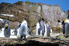 Penguin Encounter