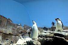 Penguin Encounter