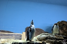 Penguin Encounter