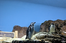 Penguin Encounter
