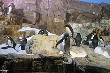 Penguin Encounter