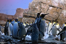 Penguin Encounter