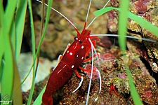 Sharks and the Coral Reef