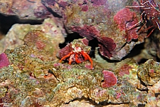 Sharks and the Coral Reef