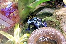 Sharks and the Coral Reef