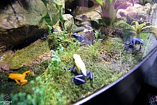 Sharks and the Coral Reef