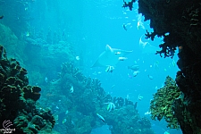 Sharks and the Coral Reef