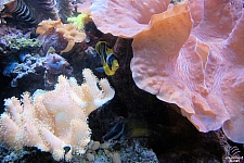 Sharks and the Coral Reef