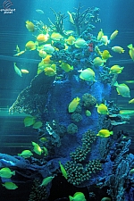 Sharks and the Coral Reef
