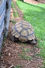 Tortise