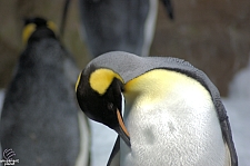 Penguin Encounter