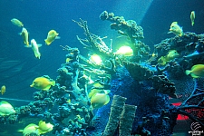 Sharks and the Coral Reef