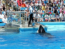 Shamu Stadium