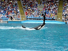 Shamu Stadium