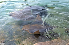 Stingray Encounter