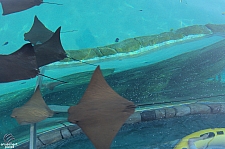 Stingray Rapids