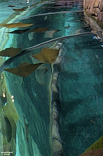 Stingray Rapids