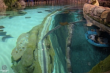 Stingray Rapids